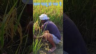 धान की पहेली कटाई #धान की खेती #धान का कमाल #धान में सबसे ज्यादा उत्पादन #agriculture #नैनो यूरिया #