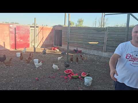 Feeding chicken in our farm🐔🐓 with melon 🍉