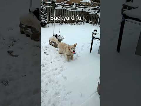 Funny Goldens Gabie, Coco fetch @GabieCocoMarmora