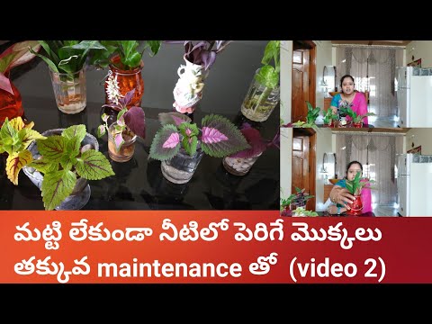 Growing indoorplants in water/water growing indoorplantsనీటిలోపెరిగేమొక్కలుTelugudanam by Divyavarma