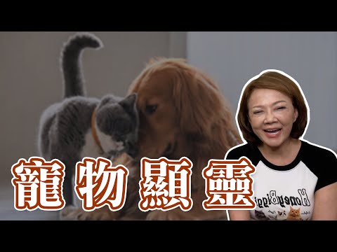 過世寵物顯靈，救主人一命！｜與寵物的因緣｜真實案例故事