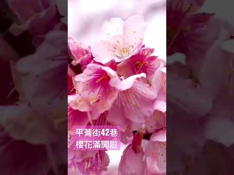 平菁街42巷 櫻花滿開