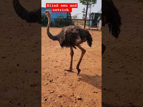 blind ostrich  at birds of paradise #ostrich #birds