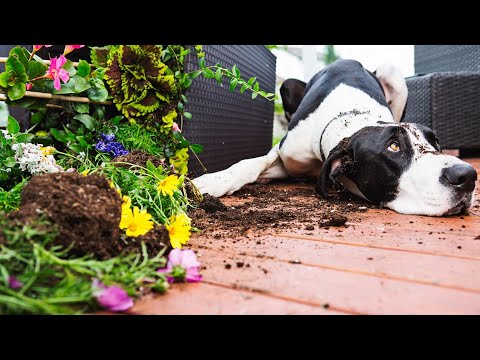 Great Dane and Canine Frisbee Catching Air