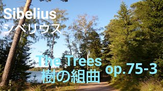 Ayane Matsuura - Sibelius: Five Piano Pieces op.75 No.3 / 松浦綾音 - シベリウス：5つの小品 作品75 第3番