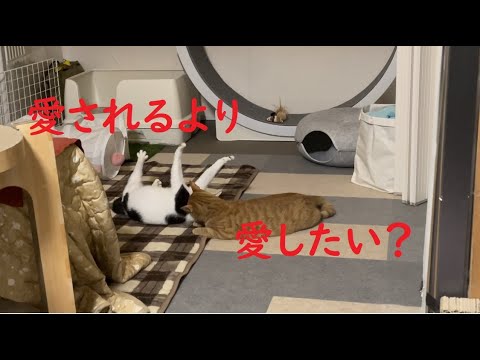 【ねこによる。ｃｈ】愛されるより愛したい？　＃保護猫 ＃野良猫