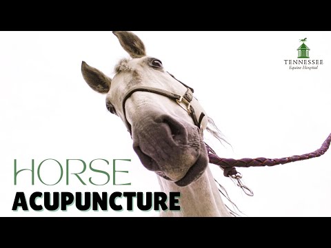 Why You Should Try Equine Acupuncture