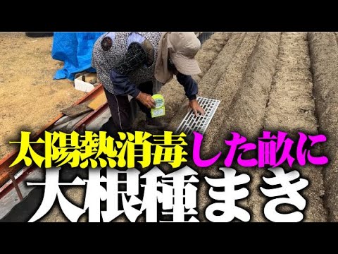 【やっと種まき】今年は暑いので種まきを遅らせました【大根種まき】【耐病総太り】