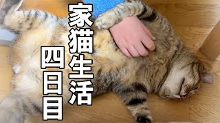 野良猫生活8年、家猫ビギナーのオッサン猫です【保護猫】