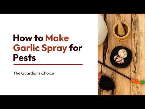 How to Make Garlic Spray For Controlling Pests | The Guardians Choice