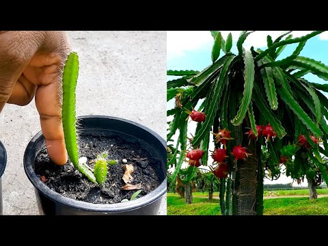 Dragon Fruit Training | How to train dragon fruit / Learn Gardening