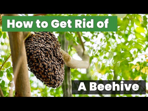 How to Get Rid of a Beehive Without Getting Stung