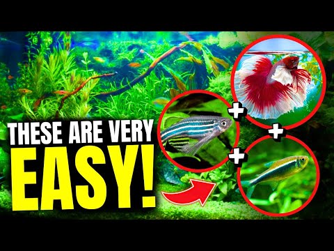 Easiest Fish to Care For (Beginner Aquarium Fish)