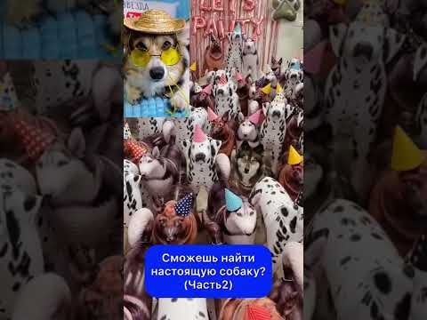 СМОЖЕШЬ НАЙТИ НАСТОЯЩУЮ СОБАКУ??? (Часть2)