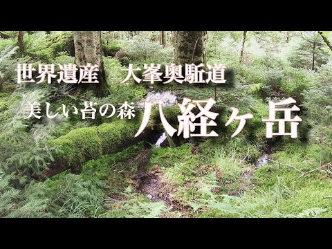 （八経登山）美しい苔の森、行者還トンネル〜弥山〜狼平避難小屋〜八経ヶ岳　2020年動画リニューアル　県最高峰シリーズ　奈良県