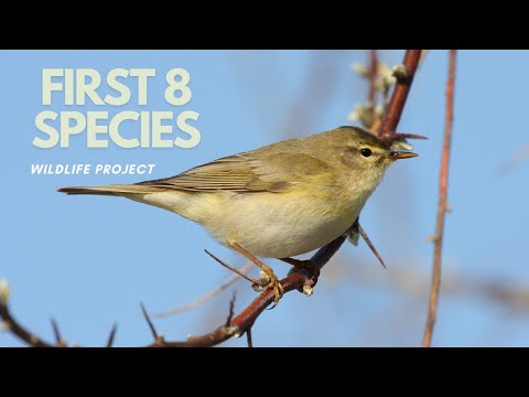 WBP Ep. 1 - First month, 8 species! ( S1 to S8 ) | WILD BIRDS PROJECT #wildlife