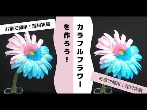 【簡単実験】白いお花をカラフルに染めてみよう！