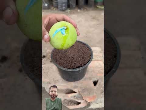 germination of seed