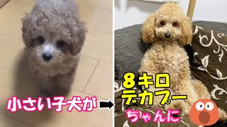 8キロの大きいトイプードルが愛しすぎる【トイプードルのロアくん】【犬】【dog】【デカプー】