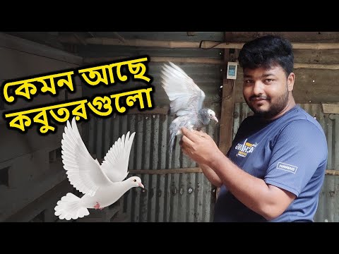 আজ দেখাবো কেমন আছে আমার কবুতরগুলো | Mahid Mini Zoo | Pigeon Lover