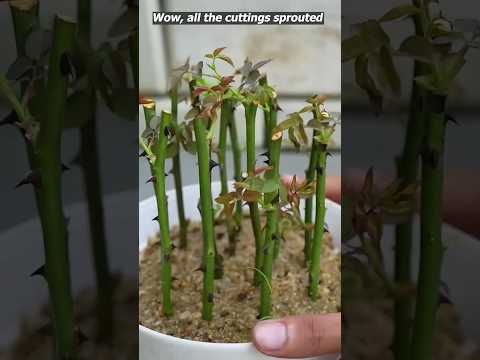 grow rose plant from cutting using turmeric powder