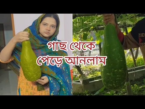 গাছ থেকে টাটকা সবজি পারলাম #trending #villagelife #newvlog #newvillagelife