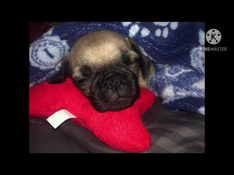 My dog, Olly/Oliver Being cute for a couple minutes with music