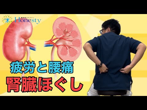 腰痛と疲労回復！腎臓ほぐしで解毒臓器にアプローチ　《大和市の個別対応整体院オネスティ》