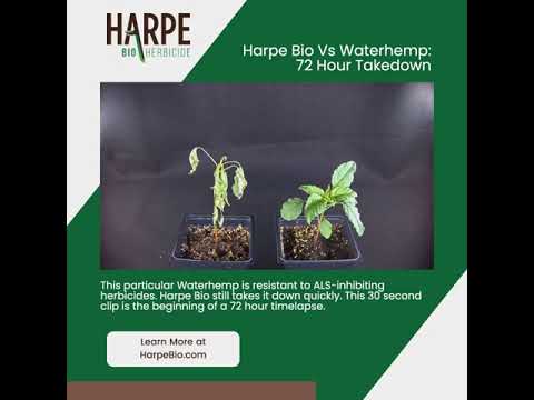 HB Waterhemp 06 06 22