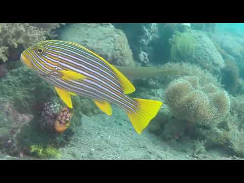 Amazing Diving from Alor, Indonesia May 2018