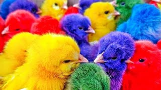 Tangkap Ayam lucu,Ayam warna warni ,Ayam Rainbow,Ayam,marmut, Dunia hewan lucu Gokil part 30