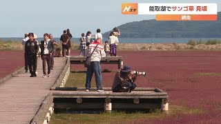 北海道網走市・能取湖でサンゴ草が見ごろ「今年は大きく育っていて色づきも良い」別名アッケシソウ、塩分の多い湿地に生息