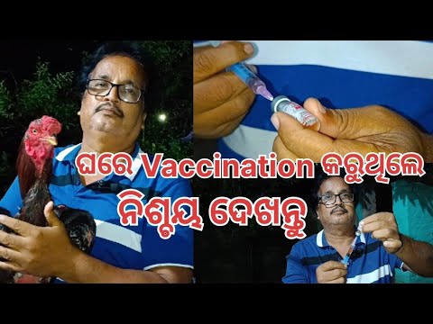 ଘରେ Vaccination କରୁଥିଲେ ନିଶ୍ଚୟ ଦେଖନ୍ତୁ@basanta_sir_kitchengarden#youtube#chicken#vaccination#viral