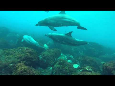 イルカの鳴き声が超可愛い！（御蔵島）