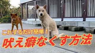 【ビフォーアフター】吠える癖を簡単にやめさせる方法