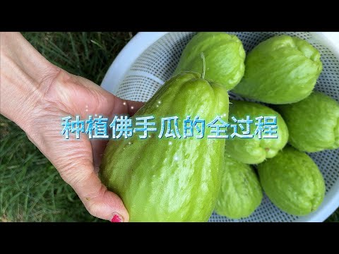 怎样种植果类蔬菜：佛手瓜，丝瓜｜How to grow fruiting vegetables: Chayote, loofah