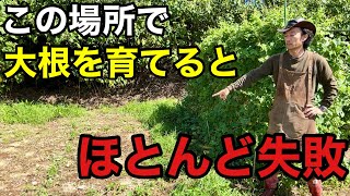 大根栽培の9割がこれで決まります　【カーメン君】【園芸】【ガーデニング】【初心者】