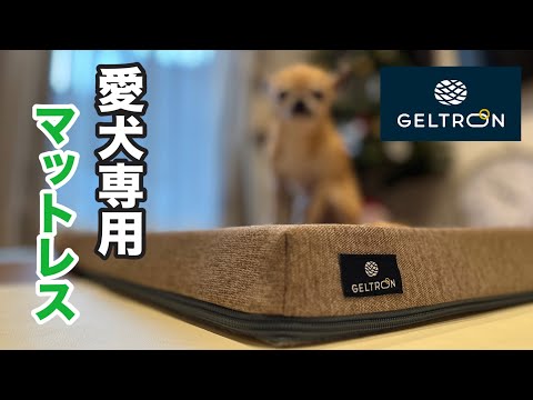 愛犬の体への負担を軽減する魔法のマットレス😊シニア犬に究極の寝心地を【ジェルトロン】【ペットマット】