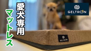 愛犬の体への負担を軽減する魔法のマットレス😊シニア犬に究極の寝心地を【ジェルトロン】【ペットマット】