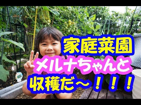 メルナちゃんと家庭菜園収穫だ！！