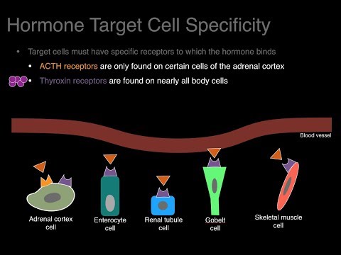 Endocrine system overview