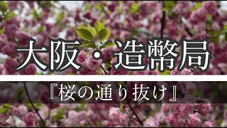 【2022年】3年ぶり開催！　大阪・造幣局　桜の通り抜け