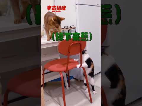 皮蛋貓惹怒巴努氣到站起來 魯比秒變孬 #宇宙貓咪 #cat #shorts #shortstw