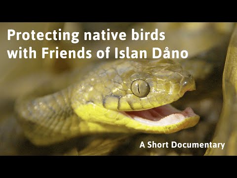 Protecting native birds with Friends of Islan Dåno | Short Documentary | Nihi! Guam