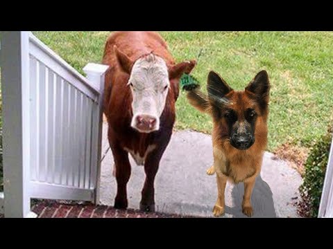 ¡Prepárate para no parar de reír! Los perros traen a un nuevo amigo a casa #3