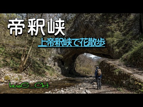 【帝釈峡 Valley spring flowers】上帝釈峡で花散歩