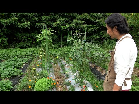 畑の現状がヤバい【カーメン君の畑】【家庭菜園】【園芸】【ガーデニング】