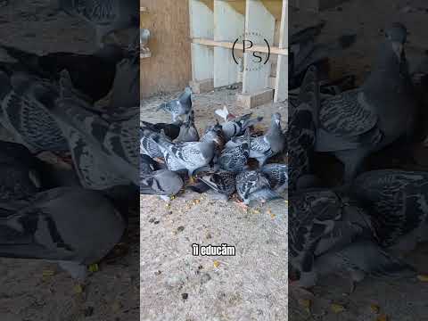 Cum hrănesc puii de porumbel #pigeon #pigeonlover #porumbei #pigeonforge #pigeonlove