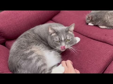 【ねこ動画】父猫ぎんた めずらしく甘えんぼモードでリラックスタイム