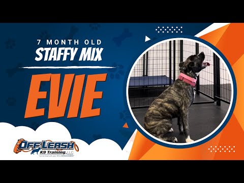 Staffy Mix, 7 Month Old, Evie | Two Week BNT| Best Dog Trainers Northern VA |  Off Leash K9